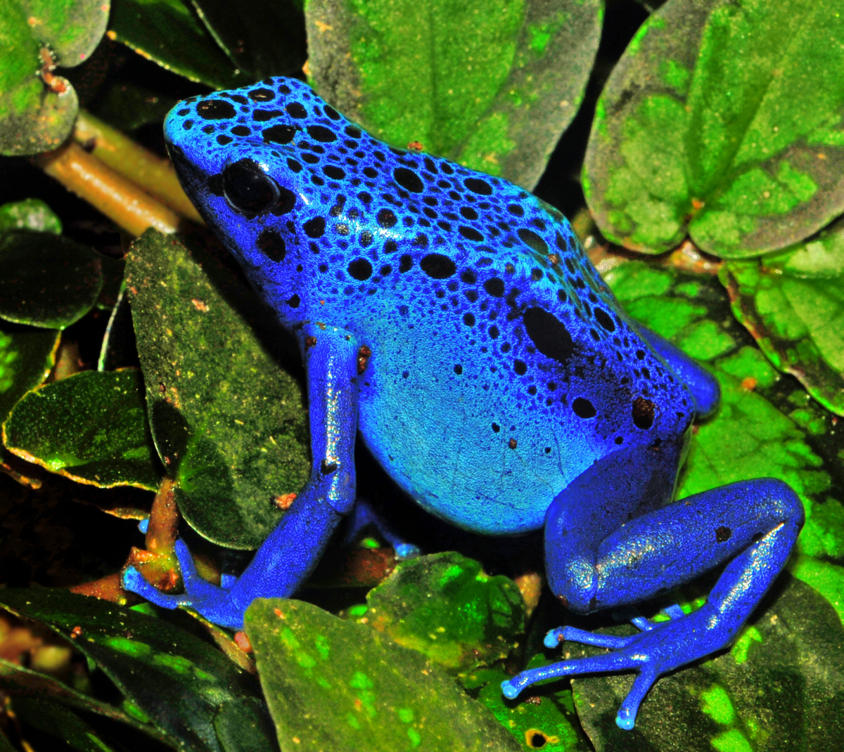 blue frog purple tree frogs