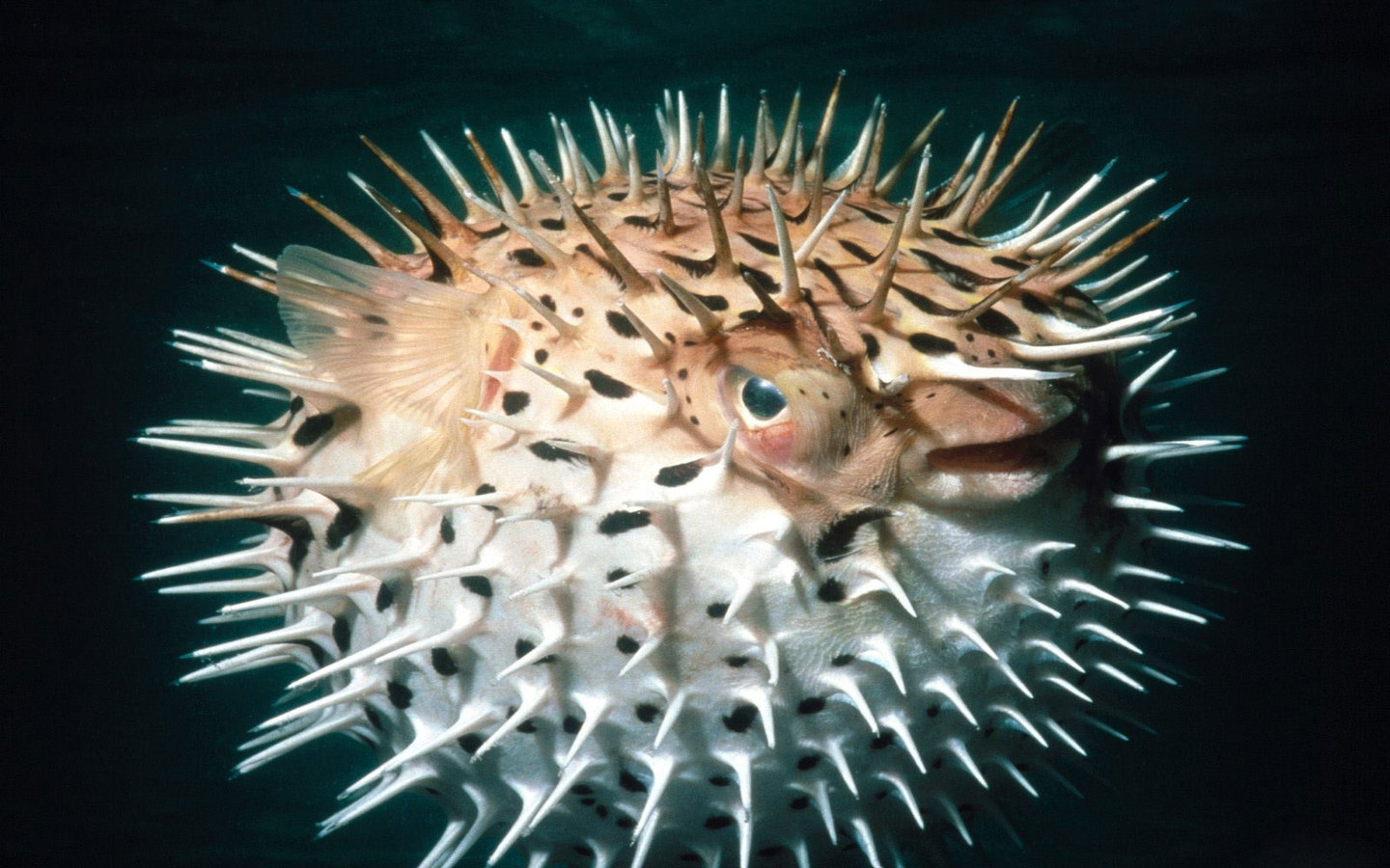 names for a puffer fish