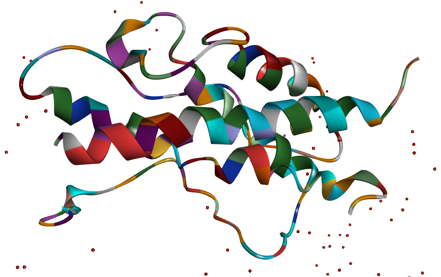 human growth hormone