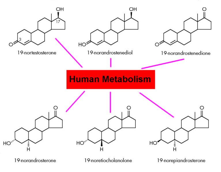 metabolites of nandrolone