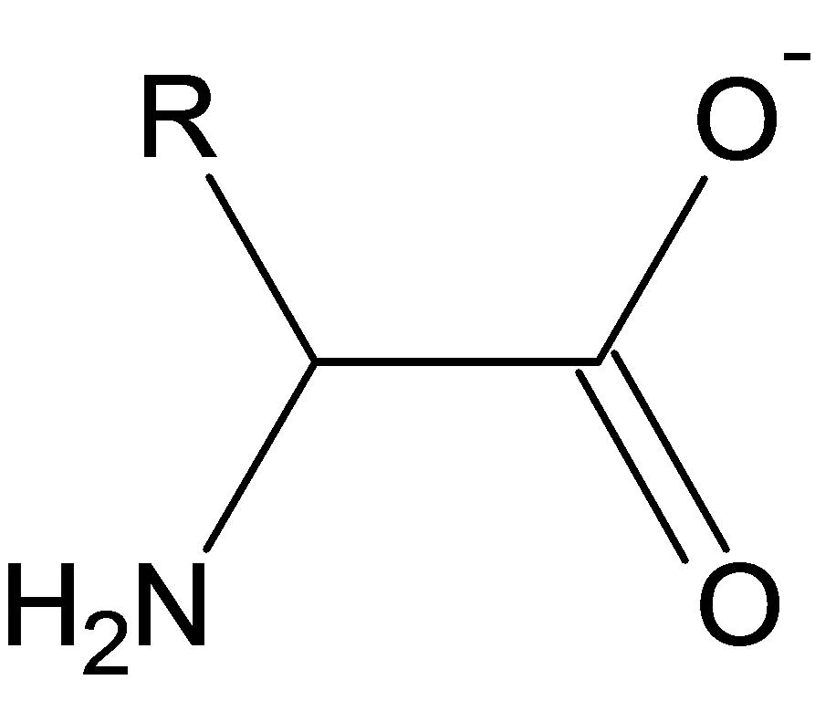 amino acids