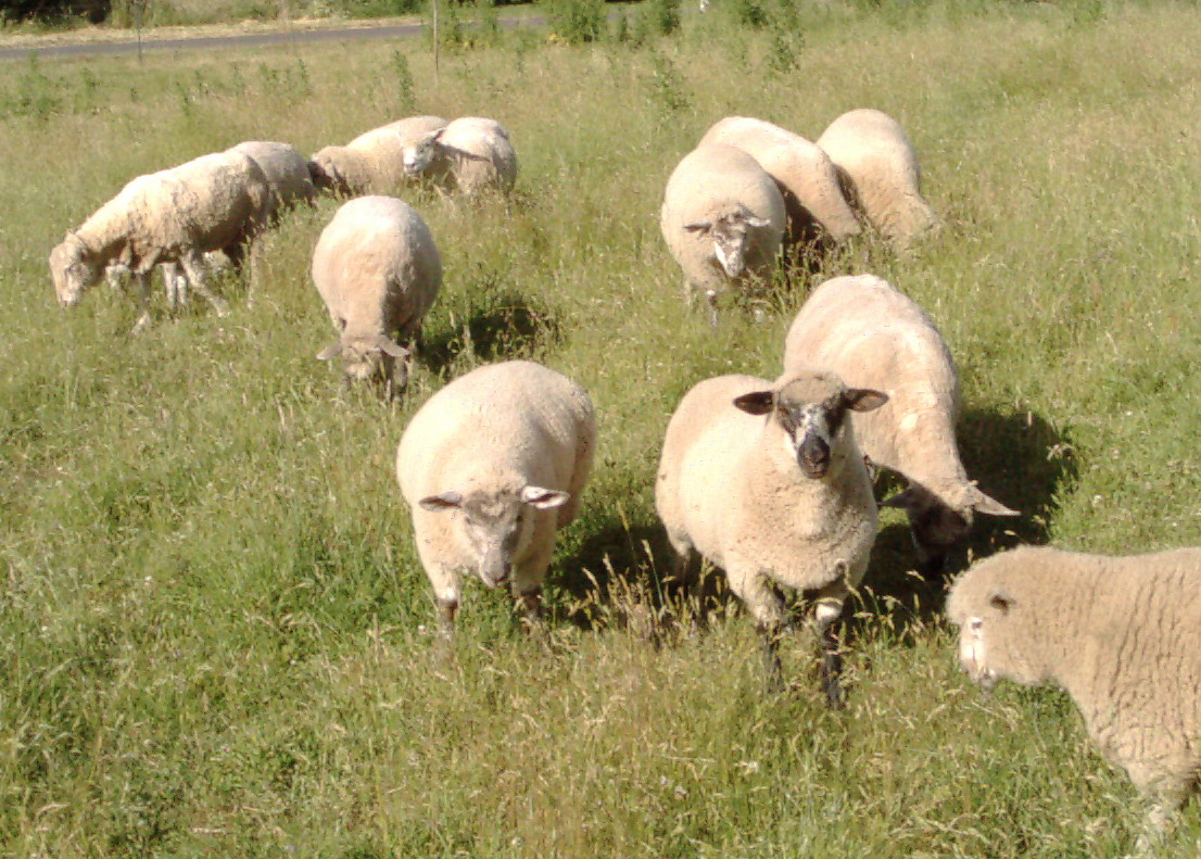 Sheep grazing at Lyonville, Victoria, Australia