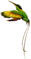 Dr Bird logo