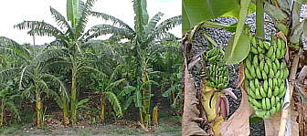 bananas growing