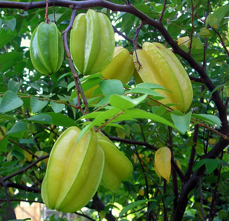 Fruit trees found in jamaica