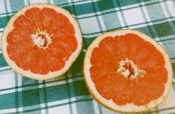 pic of grapefruit