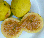 cross section of guava