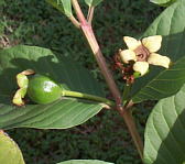 unripe guava on tree
