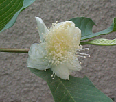 guava blossom