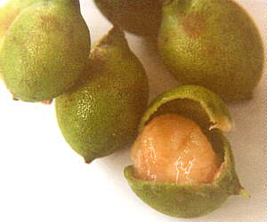 jamaican plum