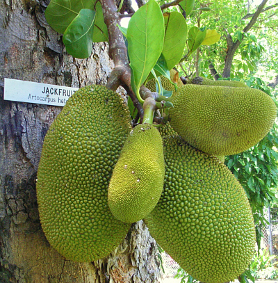 jamaican fruit