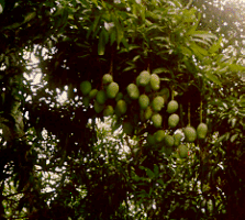 bombay mangoes on tree