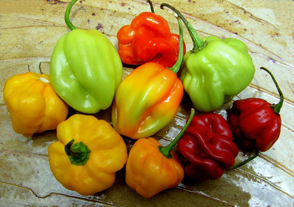 Hot peppers