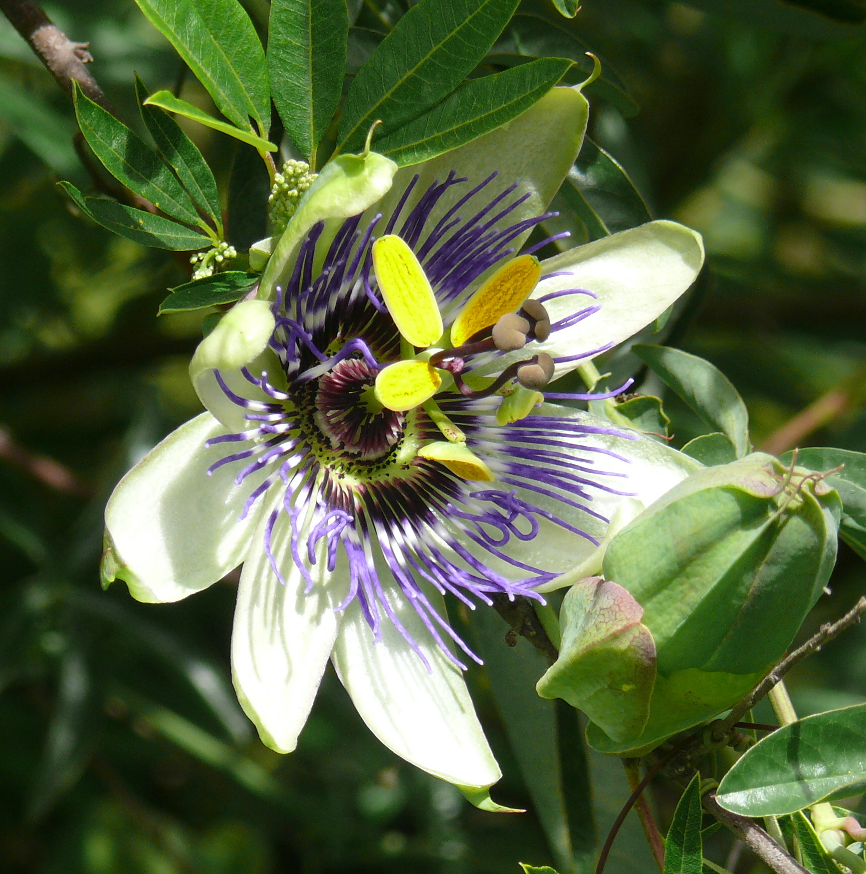 Blossom of passion fruit