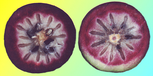 jamaican apple