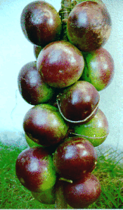 Star Apple Jamaica