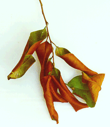 leaves showing 2 colours