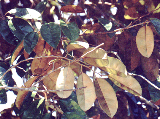 Star Apple Jamaica