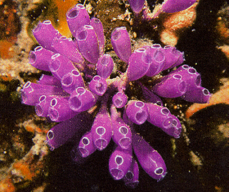 tunicate